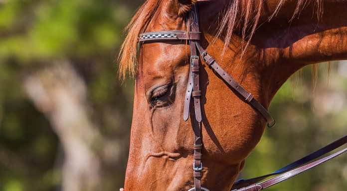 В Геленджике завершился Национальный детско-юношеский турнир по джигитовке