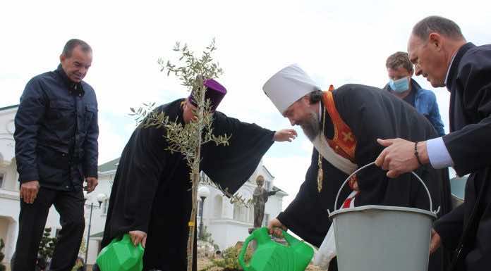 Митрополит Григорий принял участие в высадке оливковых деревьев у храма в станице Динской