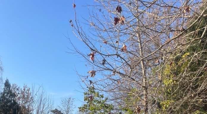 Прихожане и настоятель храма святителя Николая посетили могилу протоиерея Трофима Лозового